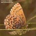 Western Pine Elfin - Hodges#4329 - photo 4