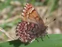 Western Pine Elfin - Hodges#4329 - photo 5