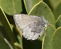 Desert Elfin - Hodges#4323