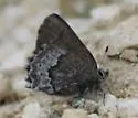 Desert Elfin - Hodges#4323 - photo 2