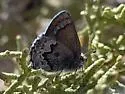 Desert Elfin - Hodges#4323 - photo 4