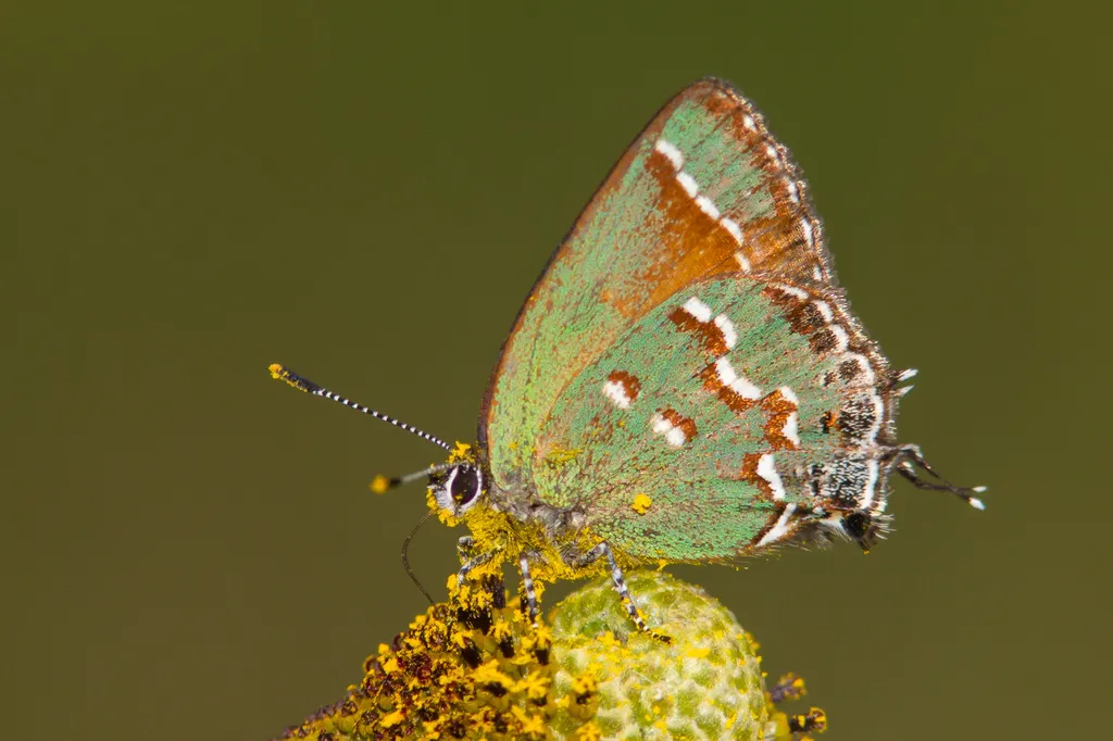 Juniper Hairstreak - Hodges#4318 - photo 2
