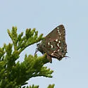 Hessel's Hairstreak - Hodges#4319