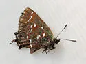 Hessel's Hairstreak - Hodges#4319 - photo 2