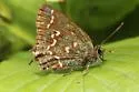 Hessel's Hairstreak - Hodges#4319 - photo 3