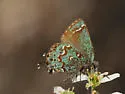 Hessel's Hairstreak - Hodges#4319 - photo 4