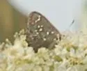 Hessel's Hairstreak - Hodges#4319 - photo 5