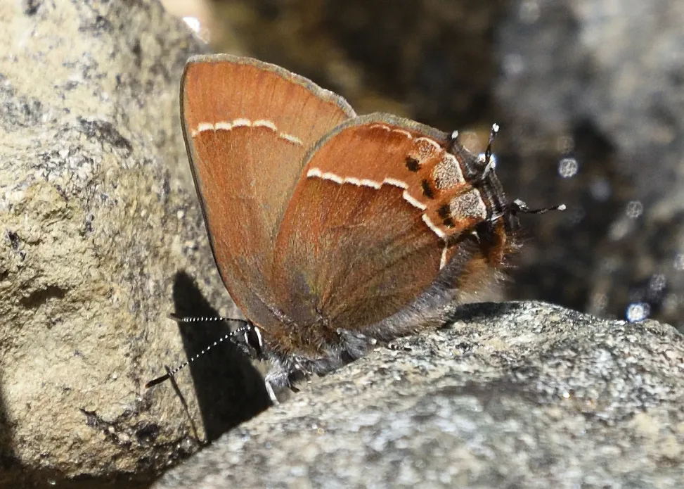 Johnson's Hairstreak - Hodges#4311 - photo 2
