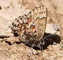 Bog Elfin - Hodges#4327 - photo 3