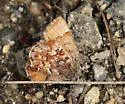 Bog Elfin - Hodges#4327 - photo 4