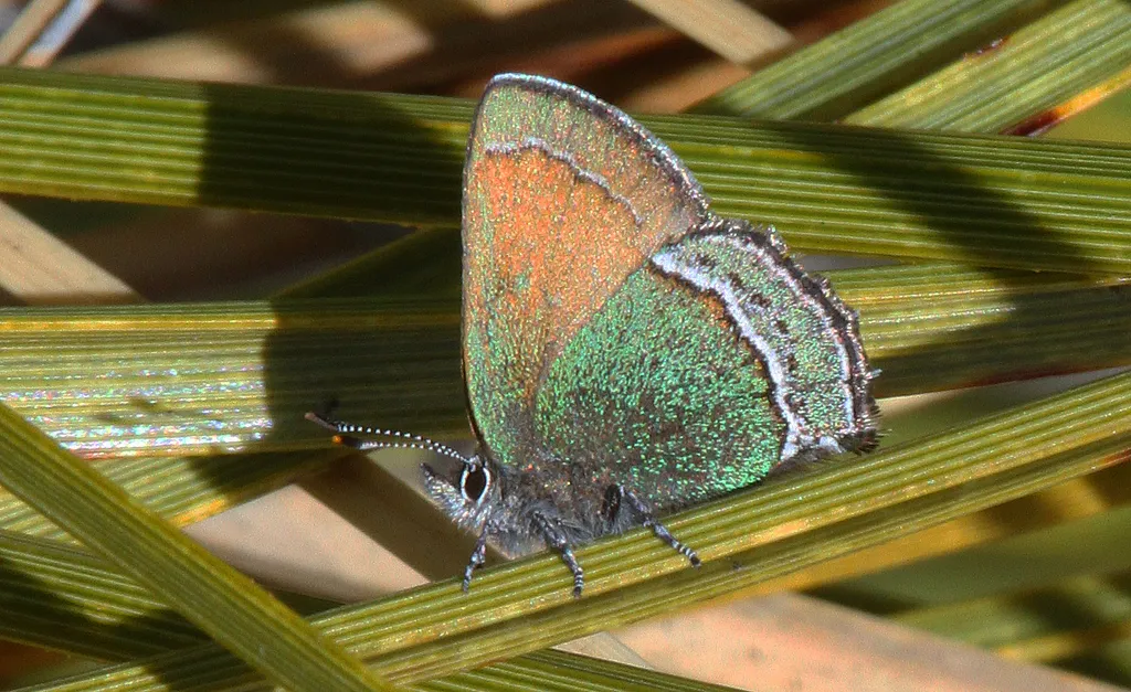 Sandia Hairstreak - Hodges#4321 - photo 2