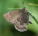 Moss's Elfin - Hodges#4323.1