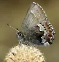 Moss's Elfin - Hodges#4323.1 - photo 2