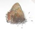 Moss's Elfin - Hodges#4323.1 - photo 3