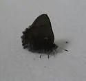 Moss's Elfin - Hodges#4323.1 - photo 4