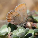 Moss's Elfin - Hodges#4323.1 - photo 5
