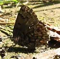 Eastern Pine Elfin - Hodges#4328