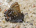 Eastern Pine Elfin - Hodges#4328 - photo 2
