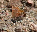 Eastern Pine Elfin - Hodges#4328 - photo 3