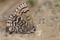 Eastern Pine Elfin - Hodges#4328 - photo 4