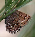 Eastern Pine Elfin - Hodges#4328 - photo 5