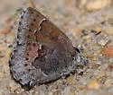 Hoary Elfin - Hodges#4324