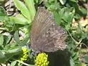 Hoary Elfin - Hodges#4324 - photo 4