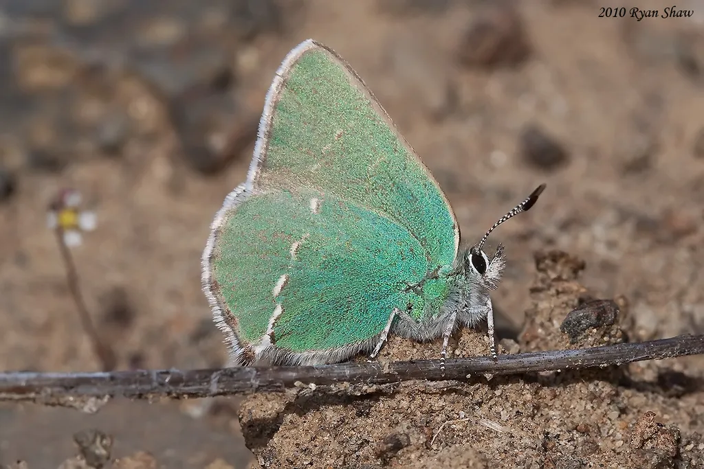 Sheridan's Hairstreak - Hodges#4307 - photo 2