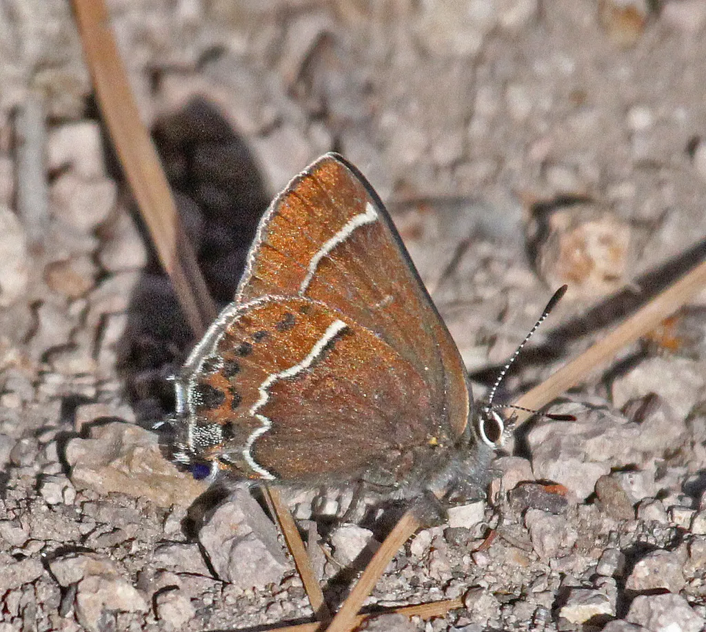 Thicket Hairstreak - Hodges#4310 - photo 2