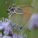 Xami Hairstreak - Hodges#4320