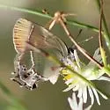 Xami Hairstreak - Hodges#4320 - photo 2