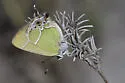 Xami Hairstreak - Hodges#4320 - photo 3