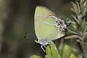 Xami Hairstreak - Hodges#4320 - photo 4