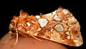 Silver-spotted Fern Moth - Hodges#9633