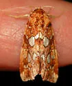 Silver-spotted Fern Moth - Hodges#9633 - photo 2