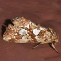 Silver-spotted Fern Moth - Hodges#9633 - photo 3