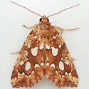 Silver-spotted Fern Moth - Hodges#9633 - photo 4