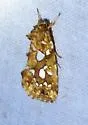 Silver-spotted Fern Moth - Hodges#9633 - photo 5