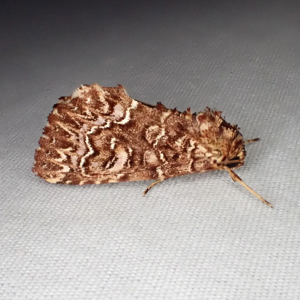 Granitose Fern Moth - Hodges#9632 - photo 2