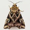 Callopistria jamaicensis - Hodges#9630.1