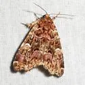 Pink-shaded Fern Moth - Hodges#9631