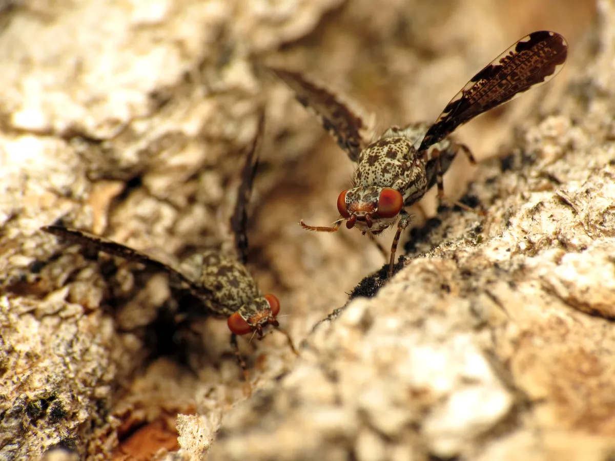 Callopistromyia strigula - photo 2