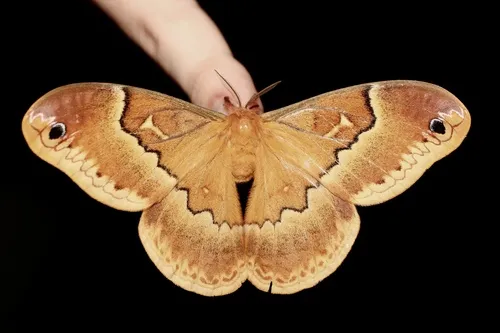 Sweetbay Silk Moth - Hodges#7766