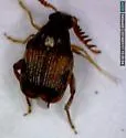 Southern Cowpea Weevil