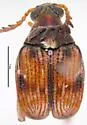Southern Cowpea Weevil - photo 2
