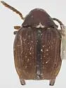 Southern Cowpea Weevil - photo 3