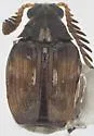 Southern Cowpea Weevil - photo 4