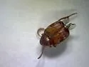 Southern Cowpea Weevil - photo 5