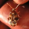 Cowpea Weevil
