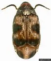 Cowpea Weevil - photo 2